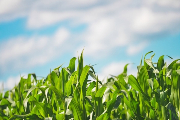 Azo Smart, un alleato per la coltivazione del mais - Agriges - Fertilgest News