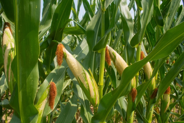 Mais sotto i riflettori alla Giornata del Crea