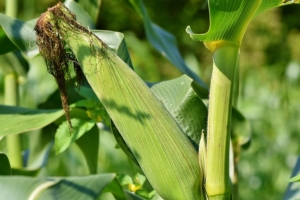 Venti milioni per mais e soia - Plantgest news sulle varietà di piante