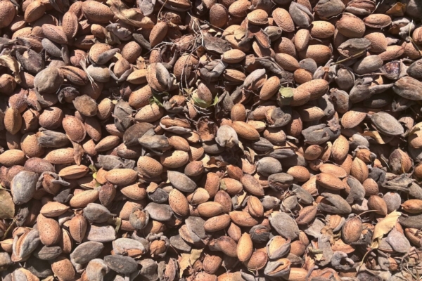 Mandorlo a parete, come coltivarlo nel Nord Italia - Plantgest news sulle variet&agrave; di piante