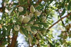 Mandorlo, giornate tecniche in Sardegna - Plantgest news sulle varietà di piante