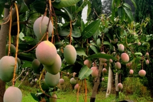 mango-fruttoesotico-fruttotropicale-bypassanisi-etnamango-750x500