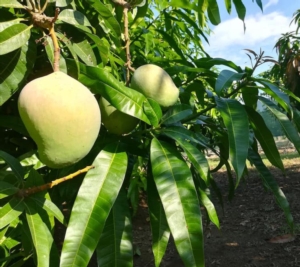 mango-papamango-pianta-rubrica-agroinnovatori-ott-2019-fonte-azienda-agricola-bianco-rosalia