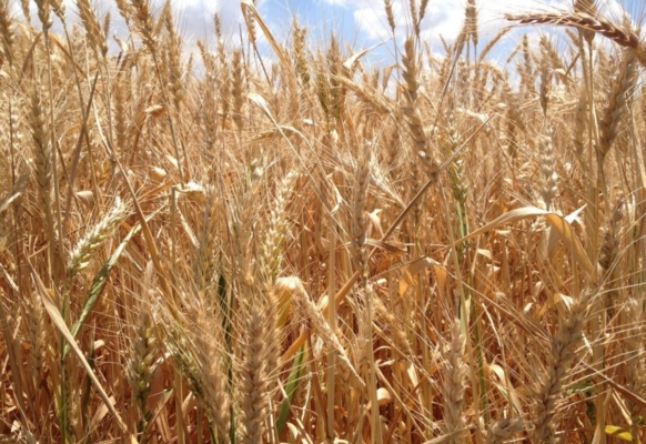 Frumento che si evolve, l'esperienza di chi lo coltiva da anni in Italia - Plantgest news sulle variet&agrave; di piante