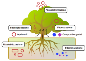 meccanismi-della-fitodepurazione-terzo-art-feb-2022-rosato-fonte-phy2climate