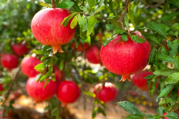 Melograno: come scegliere bene l'antico frutto - Plantgest news sulle varietà di piante