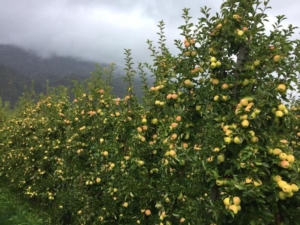 Con Valagro: più mele, più belle - le news di Fertilgest sui fertilizzanti