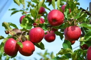 Movento<sup>®</sup> 48 SC: le sei regole auree di impiego su melo