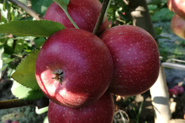 Leaf P-Ca l'alleato ideale per frutti di qualità - Fertilgest News