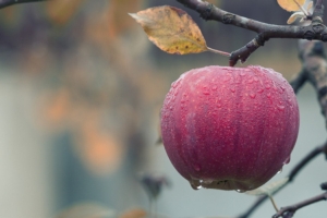 Ticchiolatura del melo, come difendersi? - Plantgest news sulle varietà di piante