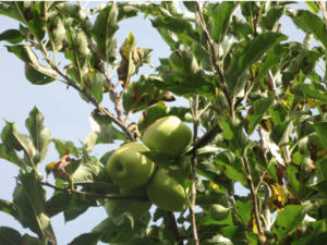 Filloptosi del melo: prevenzione affidata a Epso Combitop e Epso Microtop - le news di Fertilgest sui fertilizzanti