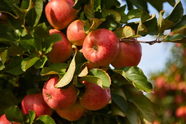 Agrowin per la frutticoltura: la linea triazoli e due nutrizionali speciali