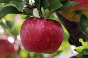 Più innovazione nella mela del futuro - Plantgest news sulle varietà di piante