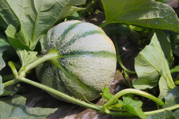 Trapianto del melone: prova comparativa con commento economico - Fomet - Fertilgest News