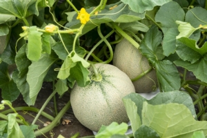 Nutrizione del melone in serra, si avvicina la stagione dei trapianti - Fomet - Fertilgest News