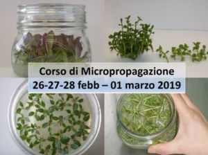 Micropropagazione: teoria e pratica della propagazione in vitro - Plantgest news sulle varietà di piante