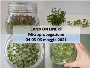 EVENTO ONLINE - Micropropagazione: corso sulla produzione vivaistica con la propagazione in vitro - Plantgest news sulle varietà di piante