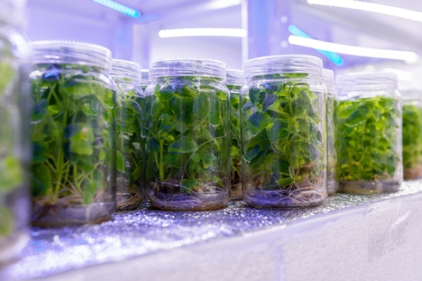 Micropropagazione, appuntamento online per scoprirne le opportunit&agrave; - Plantgest news sulle variet&agrave; di piante