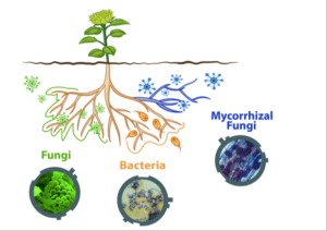 Microrganismi, la salute del suolo - L.E.A. - Fertilgest News