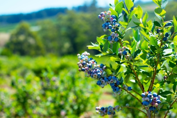 Mirtillo, torna a Milano la terza Conferenza europea - Plantgest news sulle variet&agrave; di piante