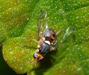 mosca-dell-olivo-bactrocera-oleae-credits-di-alvesgaspar-opera-propria-cc-by-sa-link-commons-wikimedia-3207026-585x500.jpg