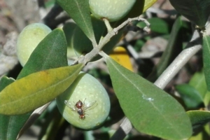 Mosca dell'olivo, così si rendono più efficaci le polveri di roccia