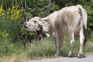 mucca-vacca-erba-agricoltura-montagna-bovini-by-angelaravaioli-fotolia-750