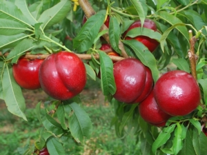 Geoplant Vivai<sup>®</sup> presenta Najireine<sup>*</sup> - Plantgest news sulle varietà di piante