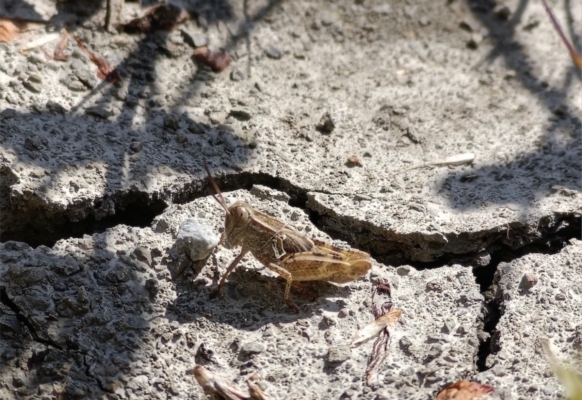 Cavallette, agire subito per evitare infestazioni