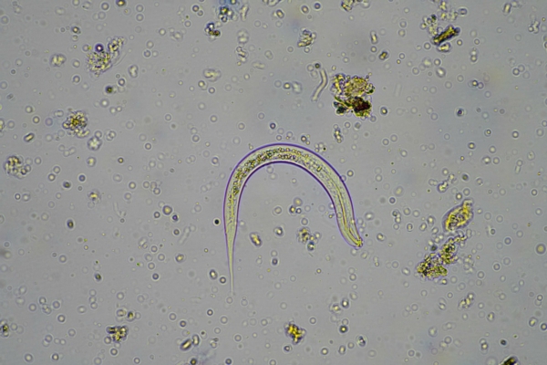 nematode-nematodi-microbi-del-suolo-by-phoebe-adobe-stock-1200x800.jpeg