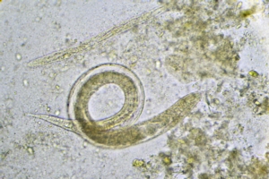 nematodi-microscopio-by-jarun011-fotolia-750