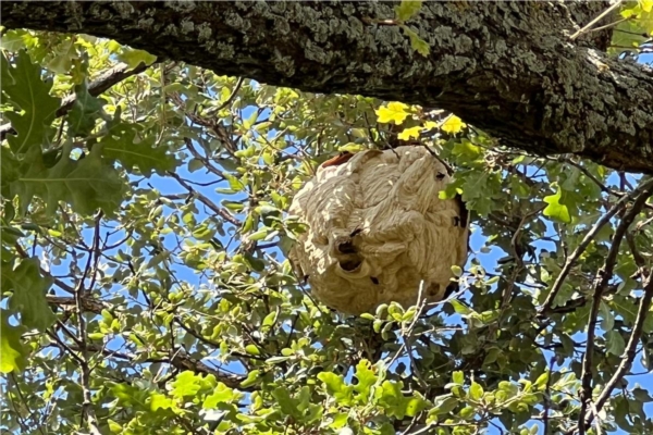 Vespa velutina, distrutto il nido in Sardegna