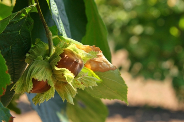 Nocciolo, la giusta nutrizione fa la differenza