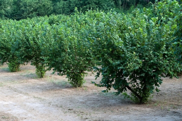 La difesa del nocciolo comincia dal basso