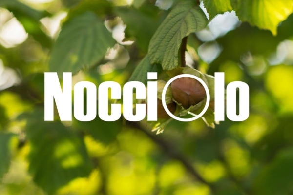 Nocciolo, una coltura in grande espansione - Cifo :: Cifo Professionale - Fertilgest News