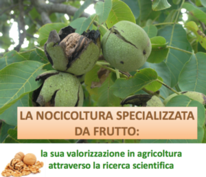 nocicoltura-specializzata-frutto-convegno-incontro-pan-fonte-regione-veneto1.png