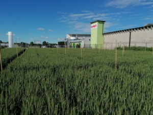 Progetto Nutrigrano: fertilizzanti innovativi per una biofortificazione delle farine - Fomet - Fertilgest News