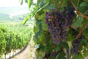 Nutrivigna, la viticoltura di precisione applicata sui Colli Piacentini - le news di Fertilgest sui fertilizzanti