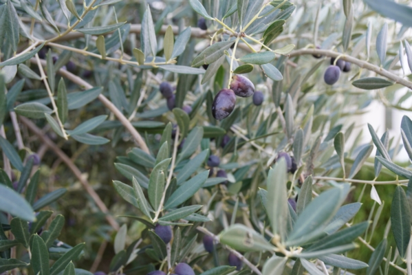 Perché e come coltivare l'olivo in aridocoltura