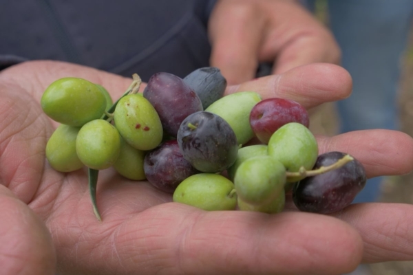 Concimazione dell'oliveto: 4 modi per ottenere una produzione di alta qualità - colture - Fertilgest