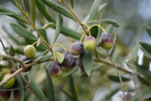 Mosca dell'olivo, arriva un nuovo insetticida: Exirel<sup>®</sup> Bait