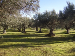 Metodologia Ilsa, maggior produzioni e tolleranza a stress ambientali su olivo - le news di Fertilgest sui fertilizzanti