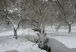 oliveto-neve-inverno-olivo-by-matteo-giusti-agronotizie-jpg
