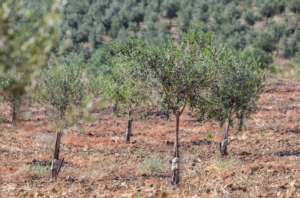 oliveto-subirrigazione-irritec-2021