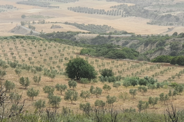 Olivo, se aridocoltura vuol dire resilienza - Plantgest news sulle varietà di piante