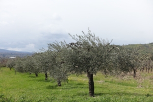 olivi-ulivi-filari-olivicoltura-by-bellux-adobe-stock-750x500