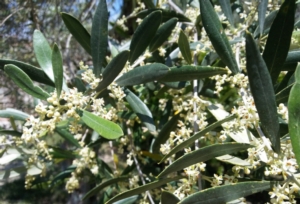 Calabria, oliveti con eccezionali fioriture promettono bene