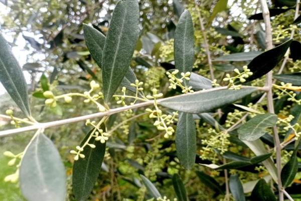 Boro, come, quando e se darlo agli olivi - le news di Fertilgest sui fertilizzanti