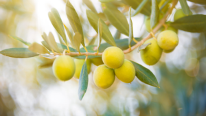 La strategia di difesa dell'olivo secondo BIOGARD<sup>®</sup>