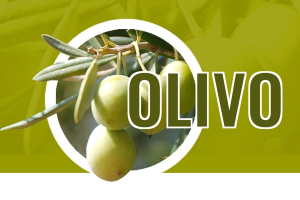 Olivo, nutrizione bilanciata per potenziare fioritura e allegagione - Cifo :: Cifo Professionale - Fertilgest News